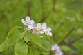 Apple tree flowers with raindrops.