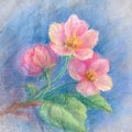 Apple tree flowers - soft pastel drawing. Royalty Free Stock Photo