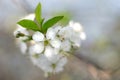 Apple tree flowers in spring close up Royalty Free Stock Photo