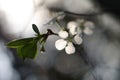 Apple tree flowers in spring close up Royalty Free Stock Photo