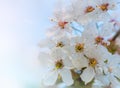 Apple tree flowers in spring close-up. Natural background with copy space. Royalty Free Stock Photo