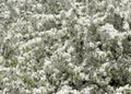 Apple-tree flowers. Spring garden - Blooming Tree. blossom apple tree. Beautiful blooming of apple trees over blue sky in spring p Royalty Free Stock Photo