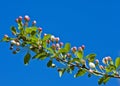 Apple-tree flowers. Spring garden - Blooming Tree. blossom apple tree. Beautiful blooming of apple trees over blue sky in spring p Royalty Free Stock Photo