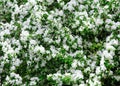 Apple-tree flowers. Spring garden - Blooming Tree. blossom apple tree. Beautiful blooming of apple trees over blue sky in spring p Royalty Free Stock Photo