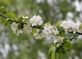 Apple-tree flowers. Spring garden - Blooming Tree. blossom apple tree. Beautiful blooming of apple trees over blue sky in spring p Royalty Free Stock Photo