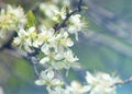 Apple-tree flowers. Spring garden - Blooming Tree. blossom apple tree. Beautiful blooming of apple trees over blue sky in spring p Royalty Free Stock Photo