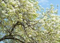 Apple-tree flowers. Spring garden - Blooming Tree. blossom apple tree. Beautiful blooming of apple trees over blue sky in spring p Royalty Free Stock Photo