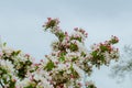 Apple tree flowers of a spring garden Royalty Free Stock Photo