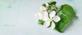 Apple tree flowers. Spring posrcard motif Royalty Free Stock Photo