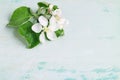 Apple tree flowers. Spring posrcard motif Royalty Free Stock Photo