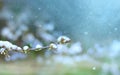 Apple tree flowers in spring in the snow close-up Royalty Free Stock Photo