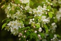 Apple tree in flowers