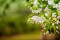 Apple tree in flowers