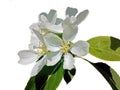 Apple tree flowers on white background