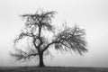 Apple Tree in the Fog Royalty Free Stock Photo