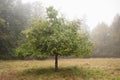 Apple Tree in the Fog.