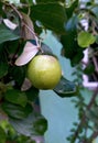 Apple tree. Fresh fruits. Food and veget