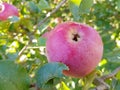 Apple in tree. Fresh and organic growing apples. Royalty Free Stock Photo