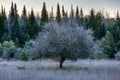 Apple Tree In A Frost Covered Meadow Just Before Sunrise