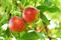 Apple, tree and fruit closeup with leaves outdoor in farm, garden or orchard in agriculture or nature. Organic, food and Royalty Free Stock Photo