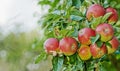 Apple, tree and fruit closeup with leaves outdoor in farm, garden or orchard in agriculture or nature. Organic, food and Royalty Free Stock Photo