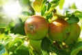 Apple, tree and fruit closeup with leaves outdoor in farm, garden or orchard in agriculture or nature. Organic, food and Royalty Free Stock Photo