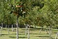 Apple tree fruit garden in summertime