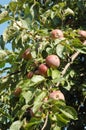 Apple tree fruits