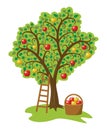 Apple tree with fruits, basket and ladder, vector Royalty Free Stock Photo