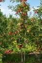 Apple tree with fruits close up in the rays of the sun. Autumn harvesting ripe crop