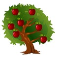 Apple tree with fruits and green leaves