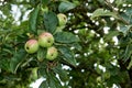 Apple tree with fruits growing in the garden