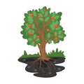 Apple tree with fruits, harvest time, tree with root system underground. Vector illustration