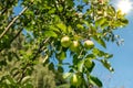 Apple tree Royalty Free Stock Photo