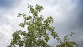 Apple tree full of apples against the sky. Green apples on a branch. Village garden. Natural product. Vitamins. Royalty Free Stock Photo