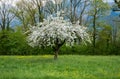 An apple tree in full bloom on a grass field