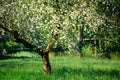 Apple tree in full blossom. Spring picturesque garden.