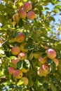 Apple tree full of ripe apples