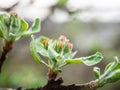 The Apple tree is gaining color and preparing to bloom. Young leaves and Apple buds close up on a blurry background Royalty Free Stock Photo