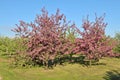 Apple tree garden Royalty Free Stock Photo