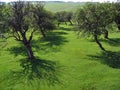 Apple tree garden Royalty Free Stock Photo