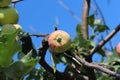 Apple tree in the garden Royalty Free Stock Photo