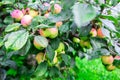 Apple tree in the garden. apples in the branch