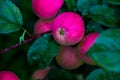 Apple tree in the garden. apples in the branch Royalty Free Stock Photo