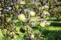 Apple tree in the garden