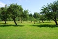 Apple tree garden