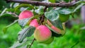 Apple tree in the garden. apples in the branch Royalty Free Stock Photo