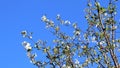 A lovely and romantic white blooming apple tree Royalty Free Stock Photo