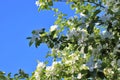 A lovely and romantic white blooming apple tree Royalty Free Stock Photo