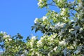 A lovely and romantic white blooming apple tree Royalty Free Stock Photo